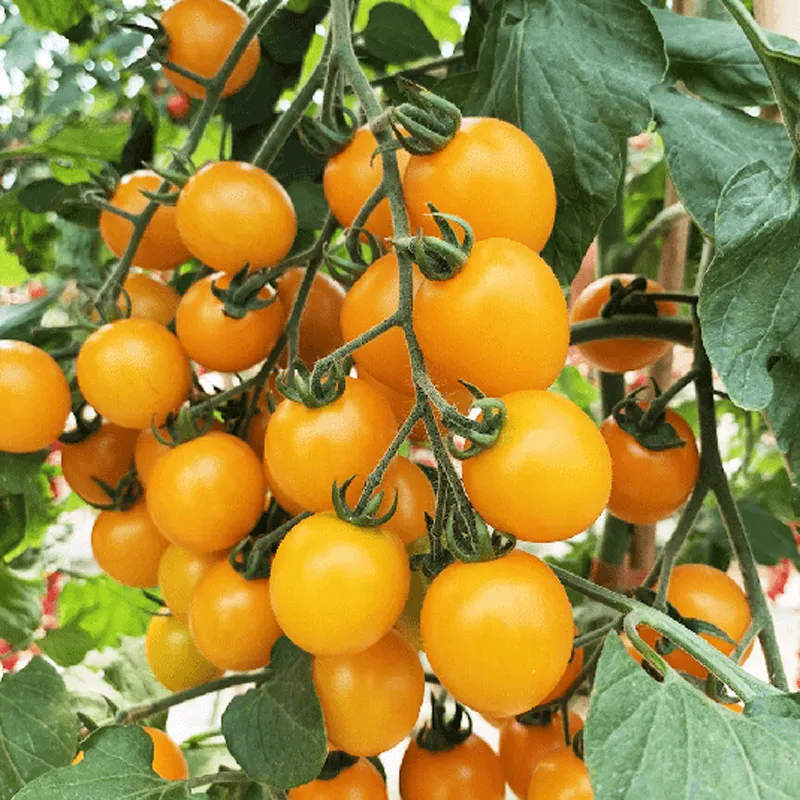 Крупноплодный помидор &laquo;Мэнсян Милянь&raquo; (2)