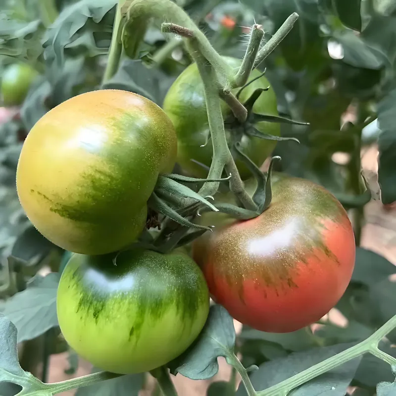 Среднеплодный помидор &laquo;Клубничный плод 168&raquo; (3)