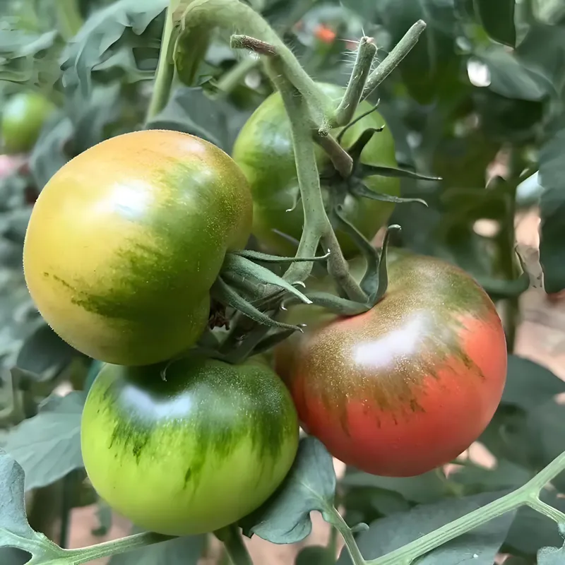 Крупноплодный помидор «Клубничный плод 168» (2)