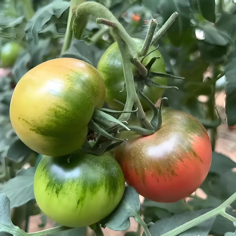 Мелкоплодный помидор «Клубничный плод 168» (3)