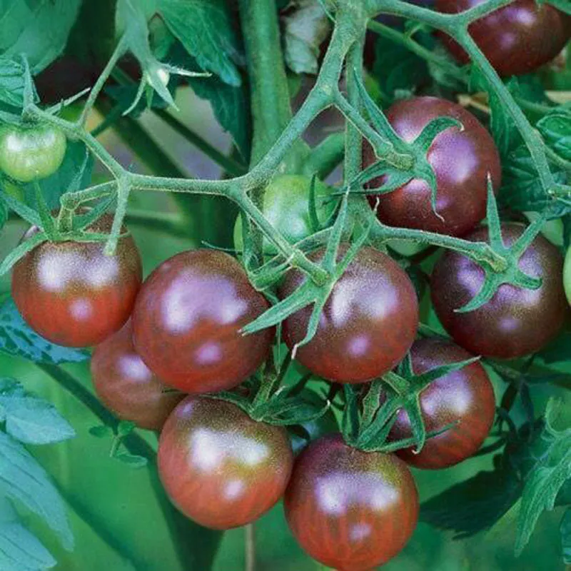 Мелкоплодный помидор «Мэнсян Цзыинтао» (2)