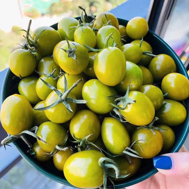 Среднеплодный помидор «Мэнсян Цинтянь 2» (1)